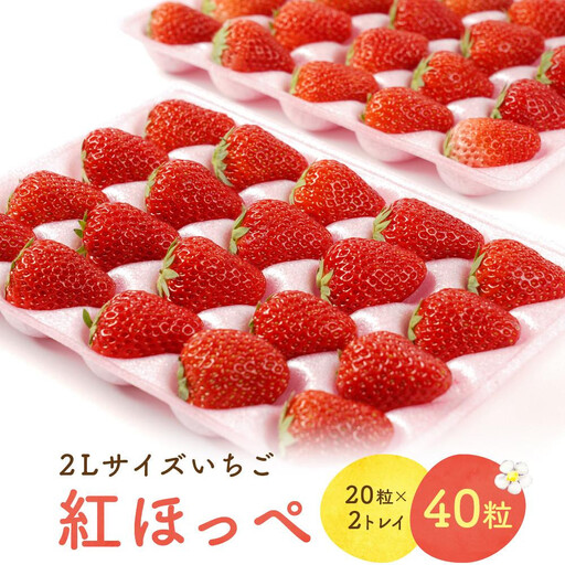 【2027年発送！先行予約】2Lサイズ 静岡いちご「紅ほっぺ」40粒　総重量約600ｇ　【20粒（約300ｇ）×2トレイ】 数量限定　人気　リピート多数