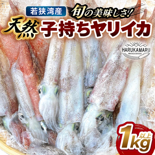 【先行予約】旬の美味しさ 天然 子持ちヤリイカ 1kg 以上【2027年3月上旬以降順次発送予定】【 子持ちやりいか 】[m36-b021]