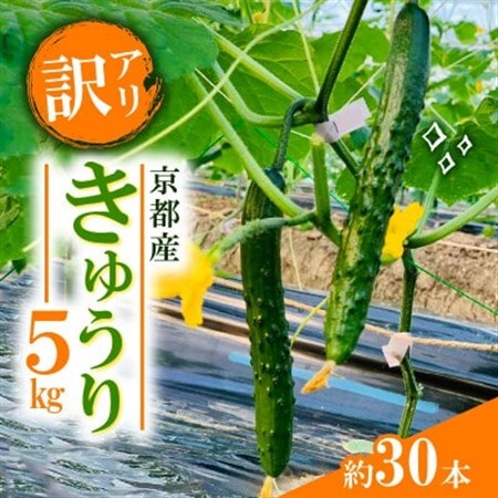 【訳アリ】 きゅうり5kg(約30本)【1623414】