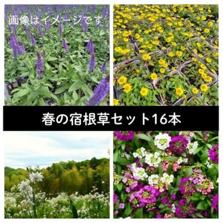 武蔵 春凄草宿根草セット(はるすごそう しゅっこんそう)[配送不可地域:離島・北海道・沖縄県]
