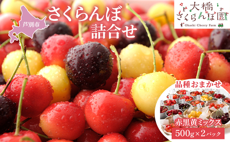 [先行受付] さくらんぼ 500g ×2 パック 美味しい 北海道 果物