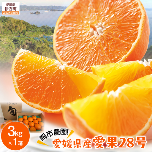 【先行予約】【数量限定】岡市農園！愛媛県産 愛果28号 3kg×1箱（2026年12月中旬より順次発送） IKTV003