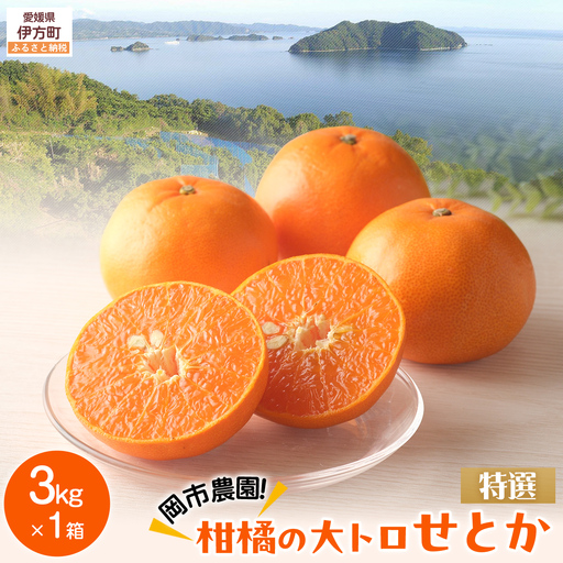 【先行予約】【数量限定】【特選】岡市農園！柑橘の大トロせとか 約3kg ※離島への配送不可（2027年2月下旬より順次発送） IKTV010