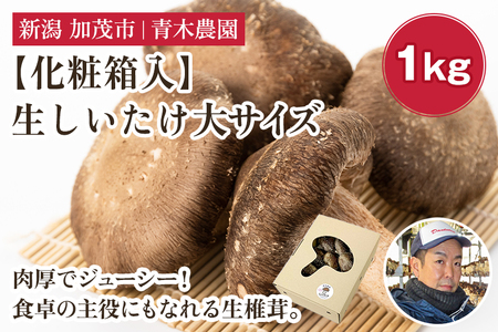 【2026年先行予約】【化粧箱入】生しいたけ 大サイズ 約1kg（19～27個）《10月中旬～順次出荷》