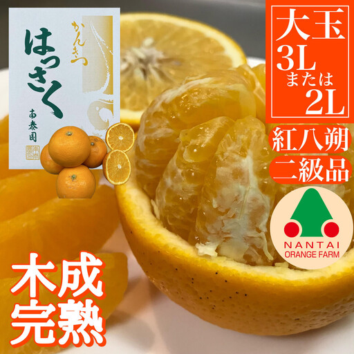ちょっと 傷あり 木成完熟 紅はっさく 3L × 6玉 または 2L × 7玉 サイズ 化粧箱【2027年4月上旬～発送】
