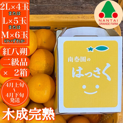 [2箱セット] ちょっと 傷あり 木成完熟 紅はっさく 2L ～ M ( 4玉 ～ 6玉 ) 手さげ箱 【2027年4月上旬～発送】