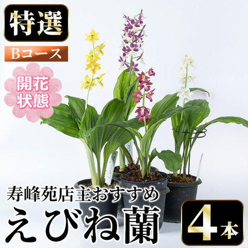 【個数限定】えびね蘭 4本 Bコース 開花済 鉢入り【00-045-08】