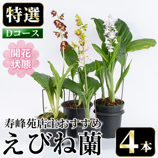 【個数限定】えびね蘭 4本 Dコース 開花済 鉢入り【00-045-10】