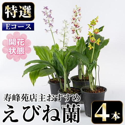 【個数限定】えびね蘭 4本 Eコース 開花済 鉢入り【00-045-11】