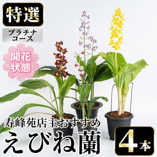 【個数限定】えびね蘭 4本 プラチナコース 開花済 鉢入り【00-045-12】