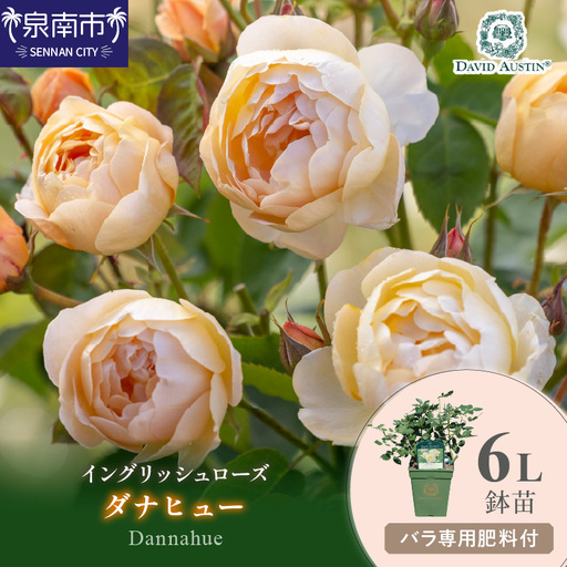 [イングリッシュローズ]デビッド・オースチン ダナヒュー6L鉢苗(バラ専用肥料付)[025D-033]