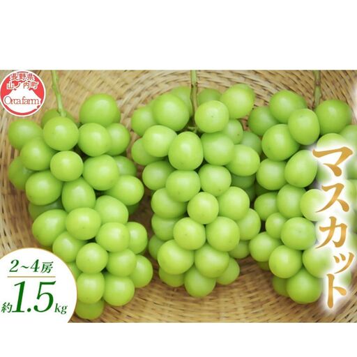 シャインマスカット 2～4房 1.5kg ぶどう シャインマスカット