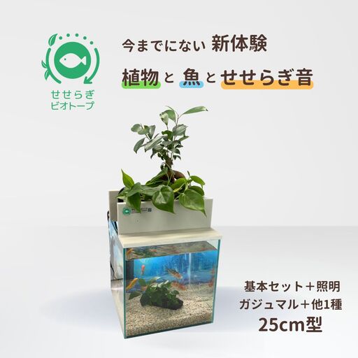 せせらぎビオトープ　25cm型基本+照明セット（ガジュマル＋他1種）