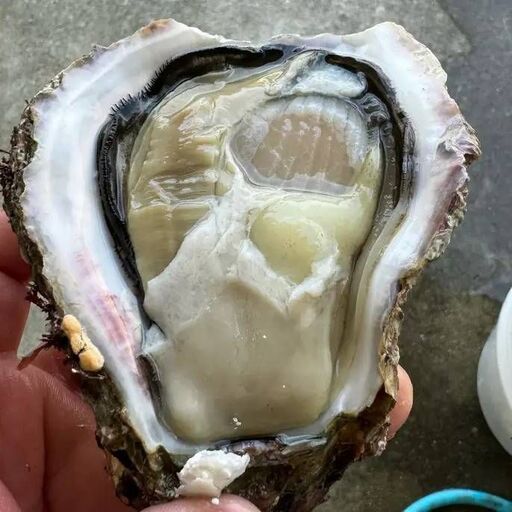 【周防大島町産】岩カキ