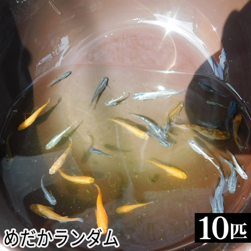 めだかランダム  [No.199]