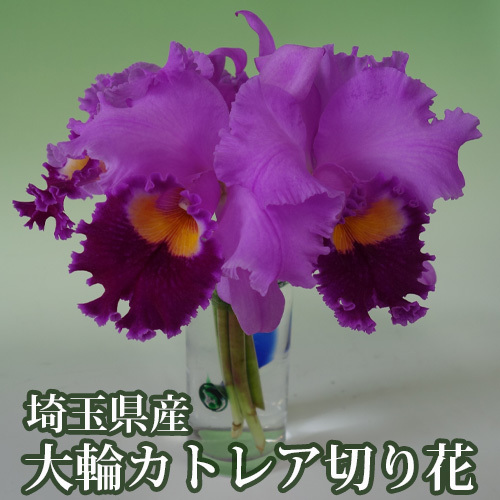 埼玉県産大輪カトレア切り花7輪前後入(ピンク系) [No.158]