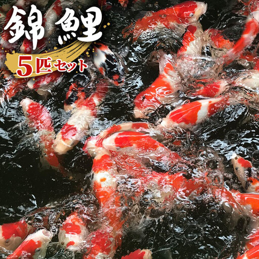 錦鯉（ニシキゴイ） 5匹セット（15cm～20cm）  [No.075]