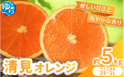 清見 オレンジ 5kg / くだもの 甘い きよみ 柑橘 果物 和歌山 ※2027年3月上旬〜3月中旬頃に順次発送 [nktn011-r-5]