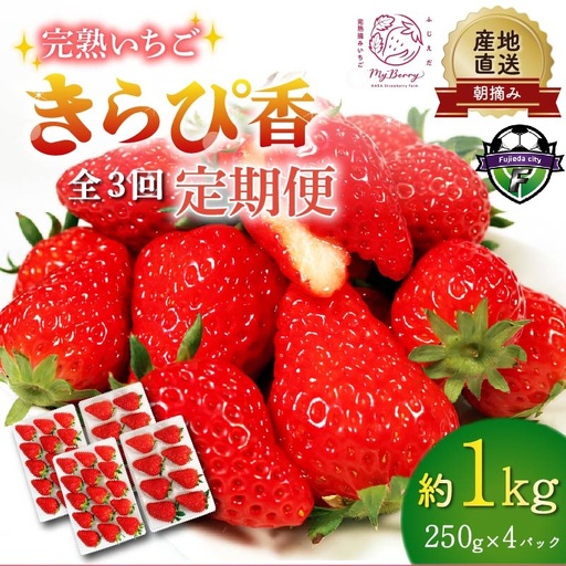 全3回定期便 いちご 約1kg 1月 2月 3月発送 いちご