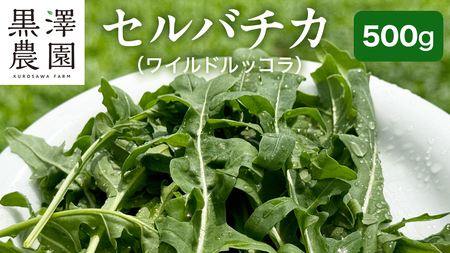 つくばみらい市 で栽培した セルバチカ ( ワイルドルッコラ ) 500g