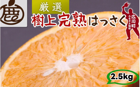 樹上 完熟 はっさく 2.5kg+250g 厳選 光センサー / 八朔 高級 木なり 甘い 和歌山 有田 柑橘 ※4月上旬〜5月上旬に順次発送 ※北海道・沖縄・離島への配送不可 【ikd022-p-2d5A】