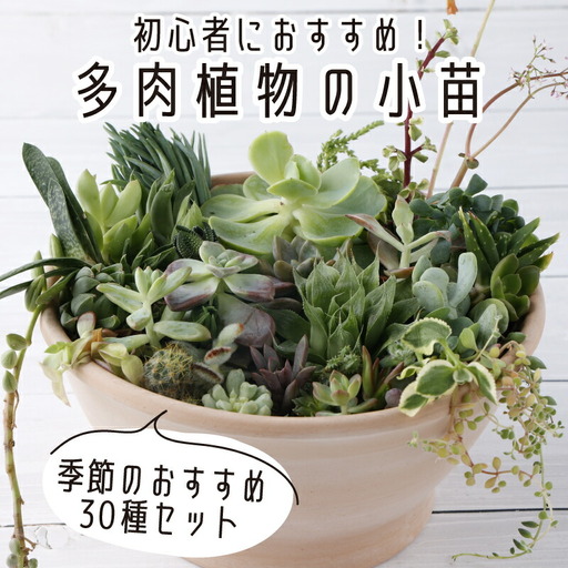 多肉植物の小苗30本（種類）セット