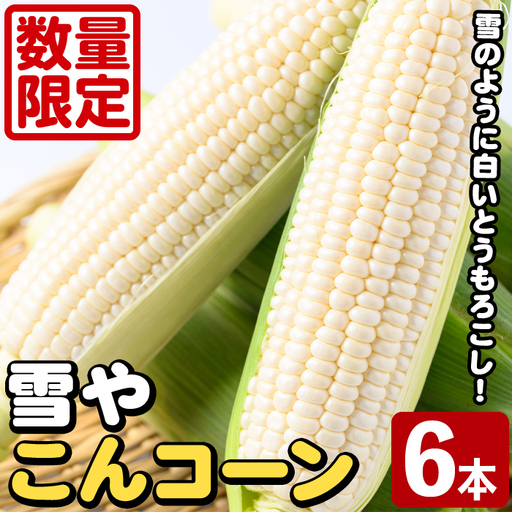 白いとうもろこし「雪やこんコーン」(6本) 国産 トウモロコシ 玉蜀黍 ホワイト コーン 野菜 糖度 夏 イネ科 数量限定 期間限定 [うとさんち]akn067-13