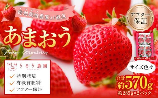 【アフター保証】あまおうサイズ色々 約570g（約285g×2パック）【2026年12月上旬～2027年1月下旬発送予定】あまおう いちご 苺 イチゴ フルーツ 果物