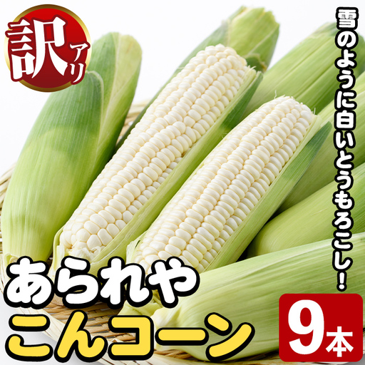 ＜先行予約受付中！2026年11月下旬以降順次発送予定＞訳あり！白いとうもろこし「あられやこんコーン」(9本) 国産 トウモロコシ 玉蜀黍 ホワイト コーン 野菜 糖度 イネ科 数量限定 期間限定 訳アリ 旬 【うとさんち】akn067-28
