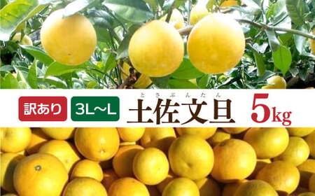 [先行予約]土佐文旦 文旦 訳あり 大玉入り 5kg 5キロ 3L?L [2027年2月?発送]ぶんたん フルーツ みかん 果物 く 柑橘類 ご自宅用 お取り寄せ 国産[松岡ぶんたん園] [BQBE001]