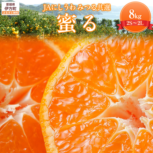 JAにしうわ みつる共選 「蜜る」8kg（2S～2L）4kg×2箱※離島への配送不可（2026年11月中旬より順次発送予定） 【 柑橘 ミカン みかん 蜜る 生果 】 IKTBC013