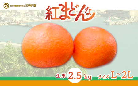 【先行予約】【贈答用】紅まどんな（生果2.5kg/L～2Lサイズ）※離島への配送不可（2026年12月上旬より順次発送予定） IKTBD002