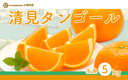 【先行予約】清見タンゴール（生果5kg）※離島への配送不可（2027年3月上旬～4月上旬頃より順次発送予定） IKTBD015
