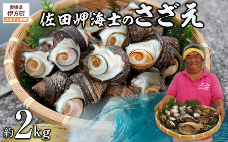 [数量限定]佐田岬海士のさざえ2kg ※北海道・東北地方・沖縄・離島への配送不可
