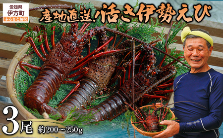 [先行予約][数量限定]産地直送!活き伊勢えび 約200〜250g×3尾 ※北海道・東北地方・沖縄・離島への配送不可(2026年9月上旬頃より順次発送)