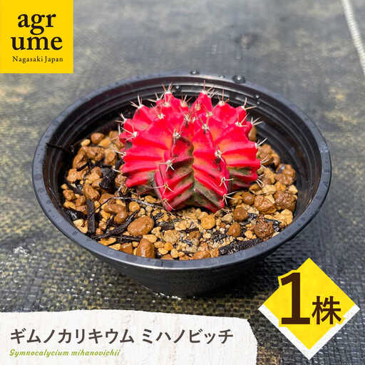 ギムノカリキウム ミハノビッチ 1株 Gymnocalycium mihanovichii 長与町/アグリューム
