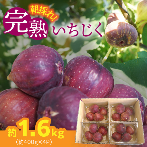 [ハウス栽培]朝もぎ フレッシュな完熟いちじく 碧南市 にいみ農園 フルーツ いちじく トマト農家