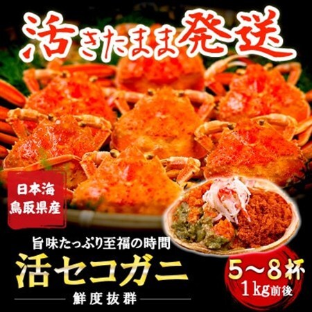 【新物とれたて】せこがに セイコガニ 活生 姿 約1kg 5～8枚 松葉ガニのメス 鳥取県【配送不可地域：離島・北海道・沖縄県・東北・関東・信越、北陸・東海・九州】【1539344】