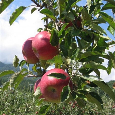 【南信州あじさい農園】葉とらずりんご(紅玉)約3kg【配送不可地域：離島】【1593196】