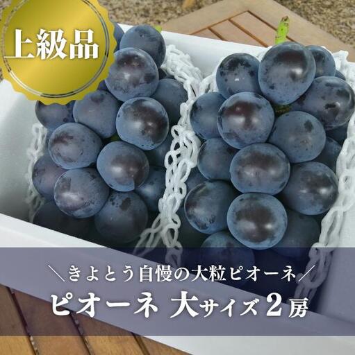 ピオーネ 岡山県産ぶどう 種なし大粒ピオーネ特大2房入1.3kg〜 [KF-B006-03]