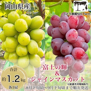 ぶどう 2026年 先行予約 話題の品種 富士の輝＆こだわりのシャインマスカット 贈答ランク 合計約1.2kg ブドウ 葡萄 岡山県産 国産 フルーツ 果物 ギフト 【 Nini farm 農家 直送 】