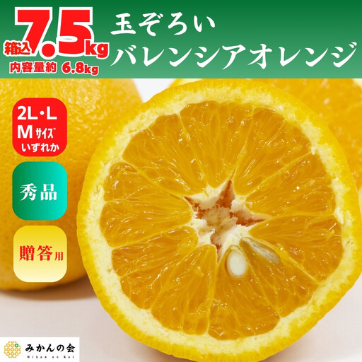 バレンシアオレンジ 国産 玉ぞろい 秀品 箱込 7.5kg (内容量 6.8kg ) 2L L M サイズのいずれか 和歌山県産 産地直送【みかんの会】