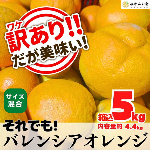 訳あり バレンシアオレンジ  国産 箱込 5kg (内容量 4.4kg ) サイズミックス 和歌山県産 産地直送 みかんの会
