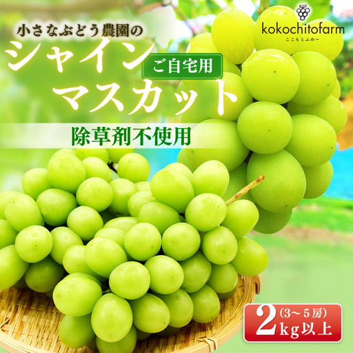 【岡山県産】シャインマスカット 家庭用 2kg 朝採れぶどう【koko003-02】
