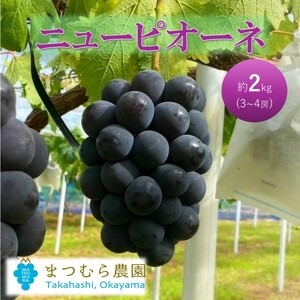 2026年 早期受付 ぶどう ピオーネ 約2kg(3〜4房)岡山県高梁市産 まつむら農園 個装箱入り 葡萄 ブドウ 贈り物
