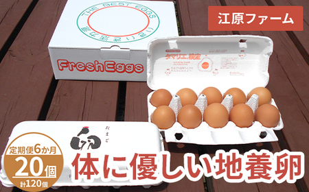 [定期便6か月] 江原ファーム 体に優しい地養卵(20個)| 卵 たまご タマゴ _AG23
