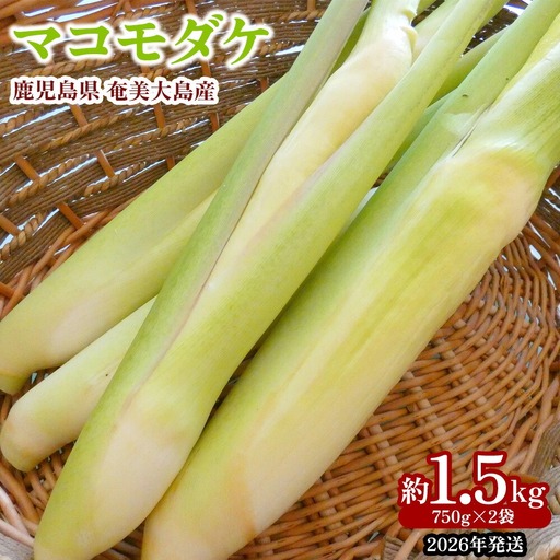 【2026年発送】奄美大島産 マコモダケ 約1.5kg（750g×2袋） 鹿児島県 奄美群島 奄美大島 龍郷町 奄美産 青果 野菜 マコモ マコモタケ マコモズミ 食物繊維 鉄分 カリウム 葉酸 低カロリー 天ぷら 炒め物 お取り寄せ 農家直送 小分け