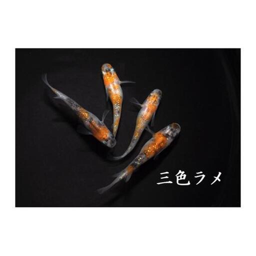 メダカ「三色ラメ」3ペア