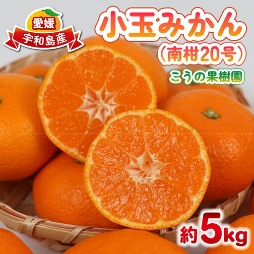 小玉みかん 南柑20号 みかん 5kg 2S~S サイズ こうの果樹園 先行予約 温州みかん 温州 愛媛みかん 愛媛蜜柑 愛媛ミカン うんしゅう みかん ミカン 蜜柑 mikan 果物 フルーツ 柑橘 甘い 甘味 蜜柑 産地直送 農家直送 数量限定 国産 愛媛 宇和島 B010-182003
