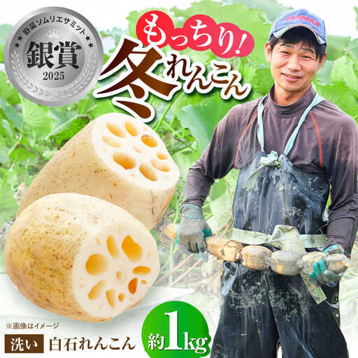 [先行予約 2026年11月〜発送]洗いれんこん約1kg / れんこん 
